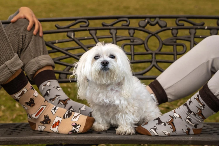 Psy - kolorowe skarpetki - Spox Sox