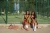 multisport - skarpety bawełniane - Spox Sox (7)_9.webp
