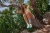 Skarpetki-nie-do-pary-hipopotam-kolorowe-skarpetki-SpoxSox-lookbook2.webp