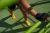 Stopki-treningowe-zlote-sportowe-stopki-SpoxSox-detal1.webp