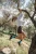 Sowy-kolorowe-skarpetki-nie-do-pary-Spox Sox-lookbook1.webp