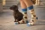 Jamniki-psy-skarpetki-nie-do-pary-spox-sox.webp