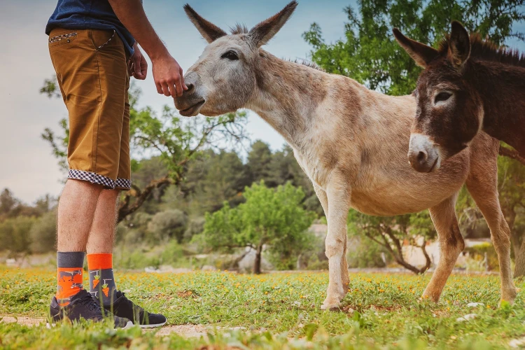Stick and carrot - funny socks - Spox Sox
